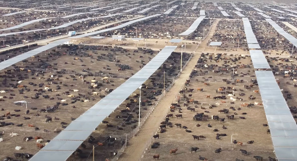 An aerial photograph of an industrial cattle farm shows hundreds of cattle spread across a vast outdoor industrial area.