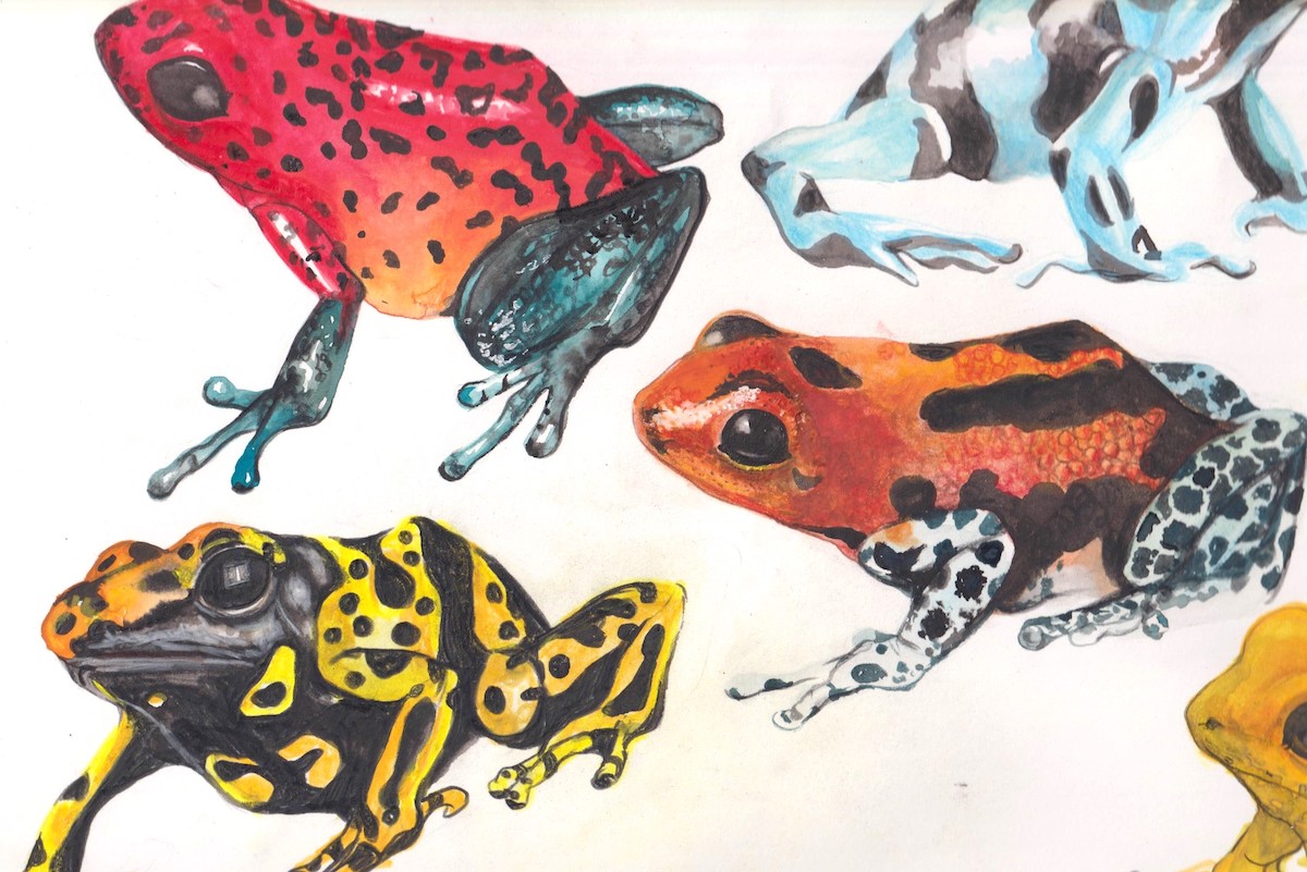 Watercolour illustrations of several frogs against a white background. The frogs have black markings and are, clockwise from top, red, blue, orange and yellow.