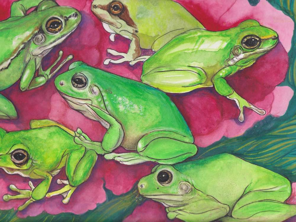 A watercolour illustration of a green frog with brown spots.