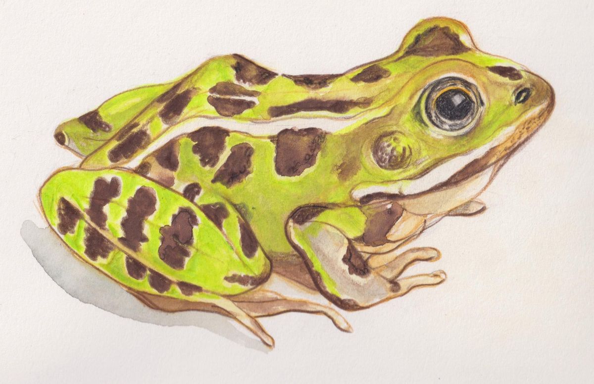 A watercolour illustration features several green frogs against a dark pink and green floral background.