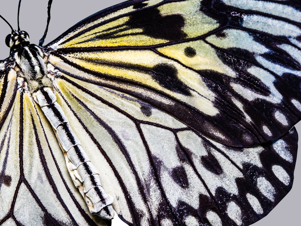 A white, yellow and black butterfly, close up on a greyish background.