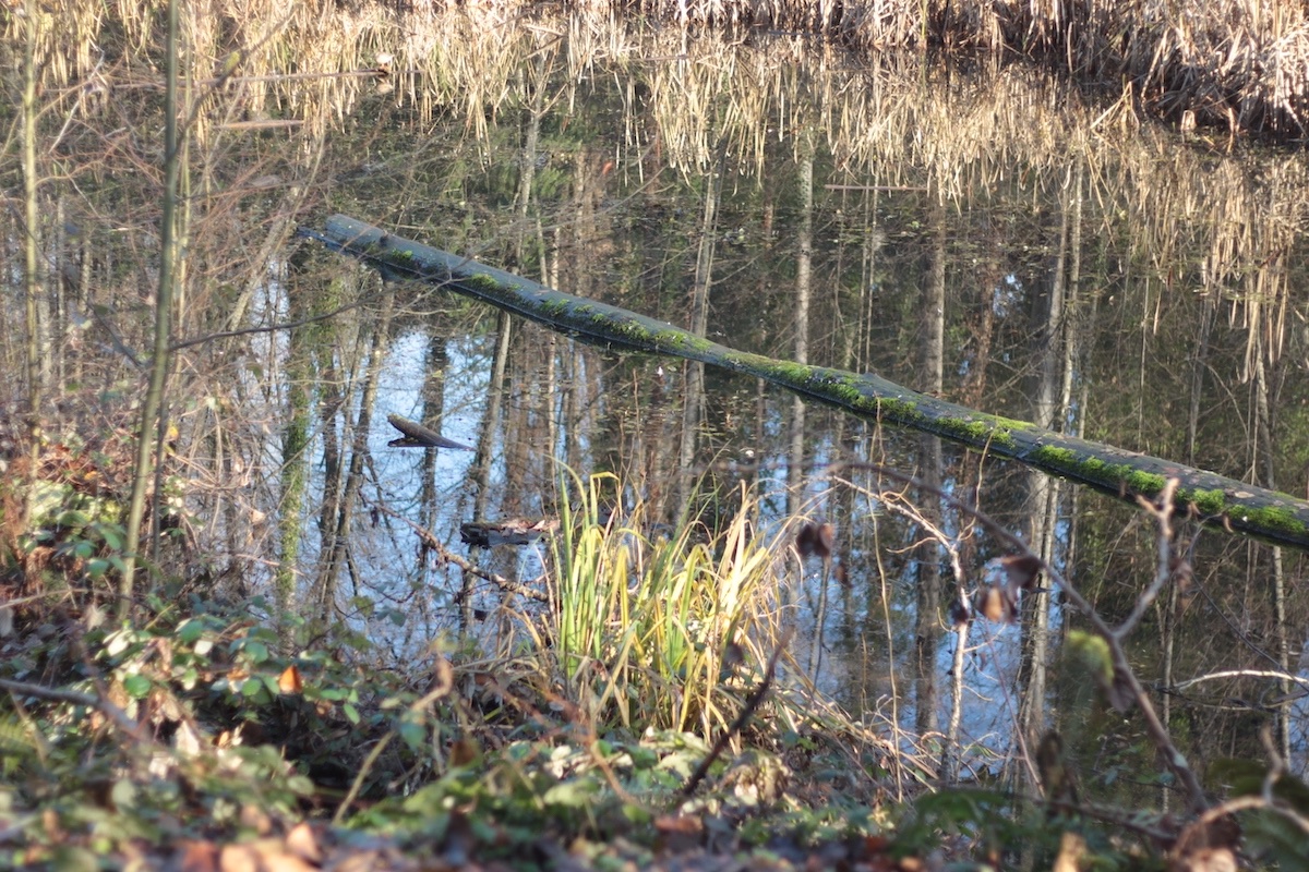 A higher view of Avalon Pond with its brackish water.