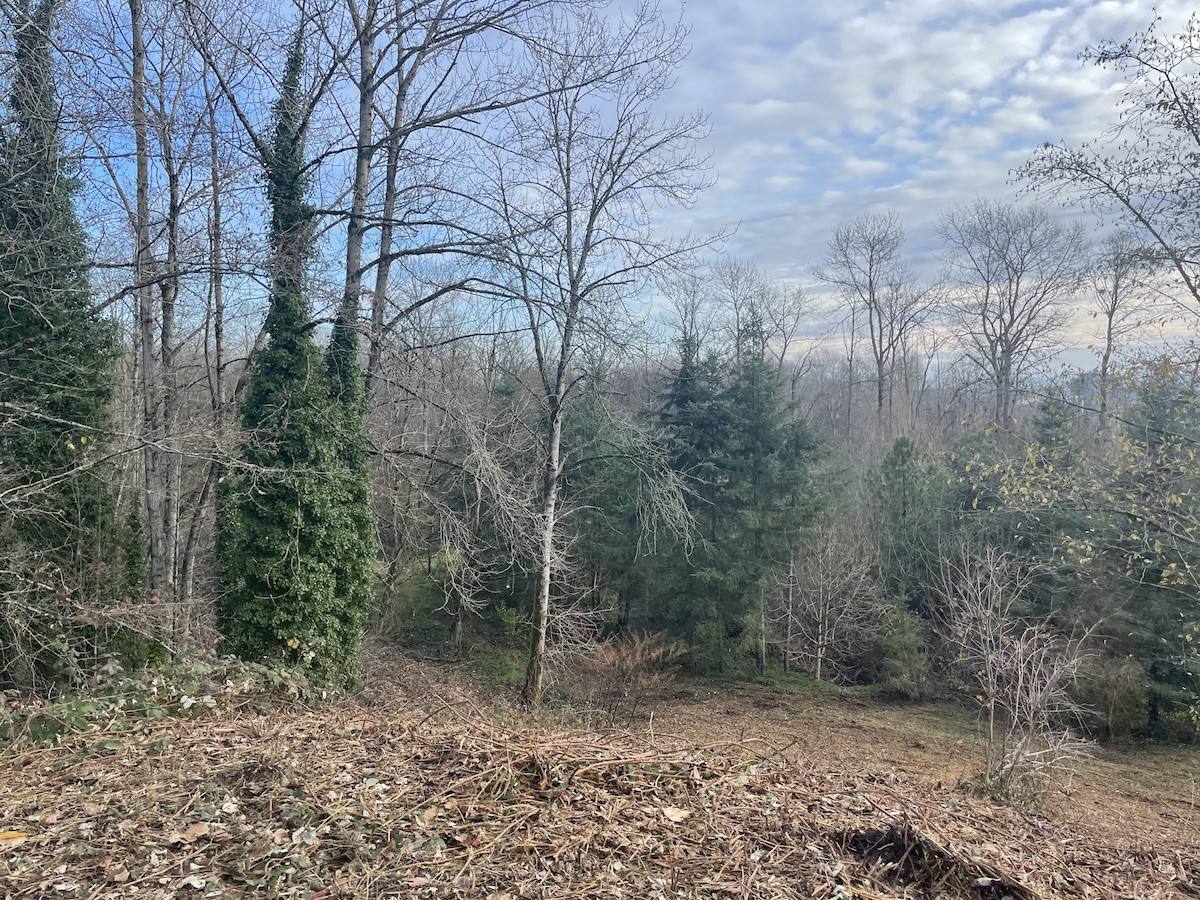 A view from a hill in a Pacific Northwest forest. Some trees are green while others no longer have leaves on them. The sky is cloudy with patches of blue.