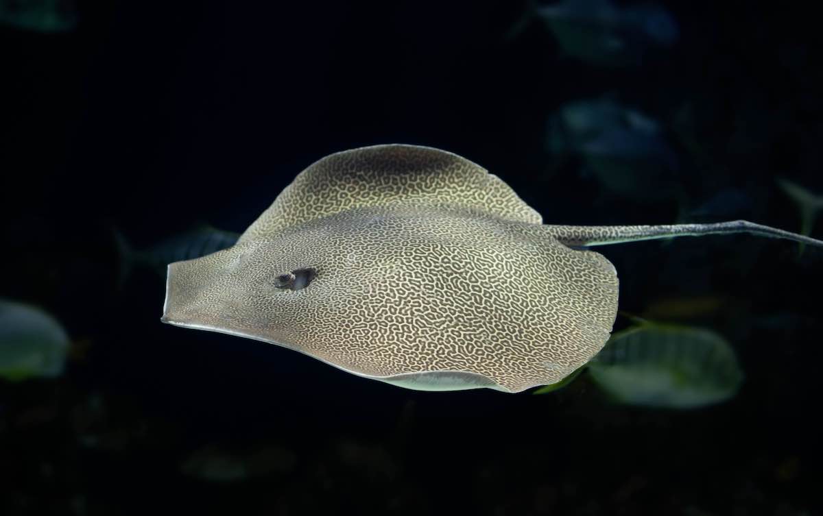A large reticulate whipray is covered in a leopard pattern, swimming in the water against a dark background.
