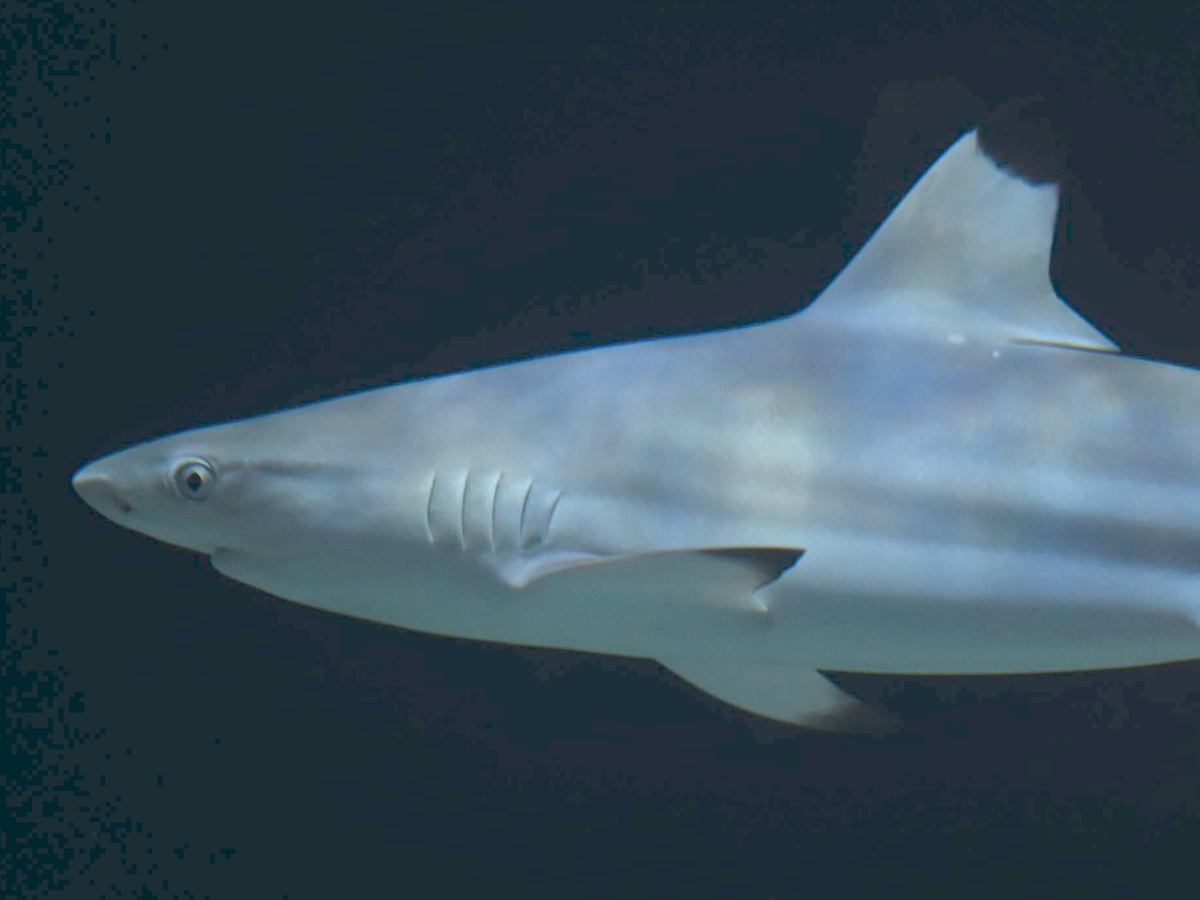 A shark faces the left of the frame. Its body is light blue, reflecting the ripples of water above and around it. It is swimming in an aquarium tank against a dark background.