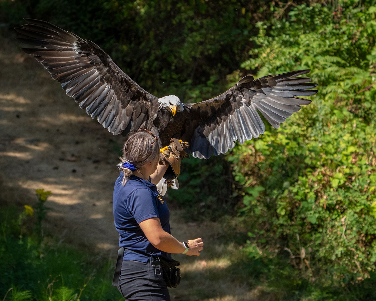 A large bald eagle named Hercules lands on a gloved hand.