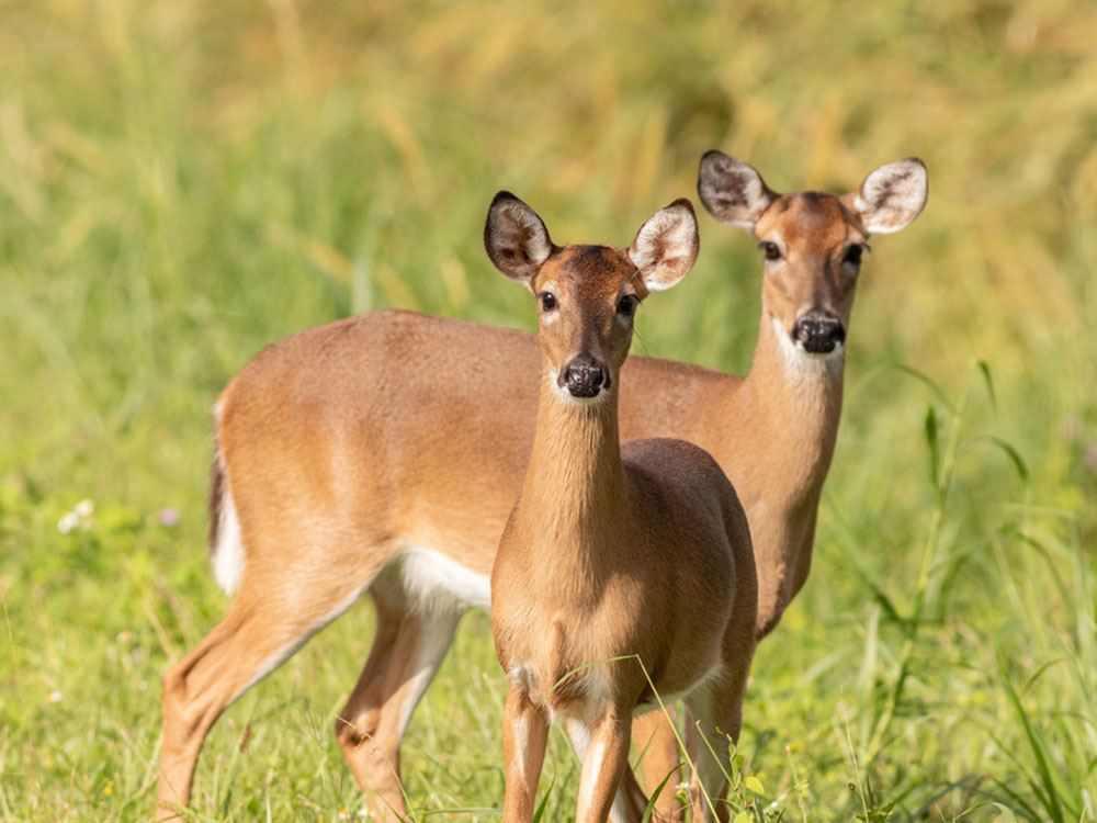 Two tawny young deer stare at the camera.