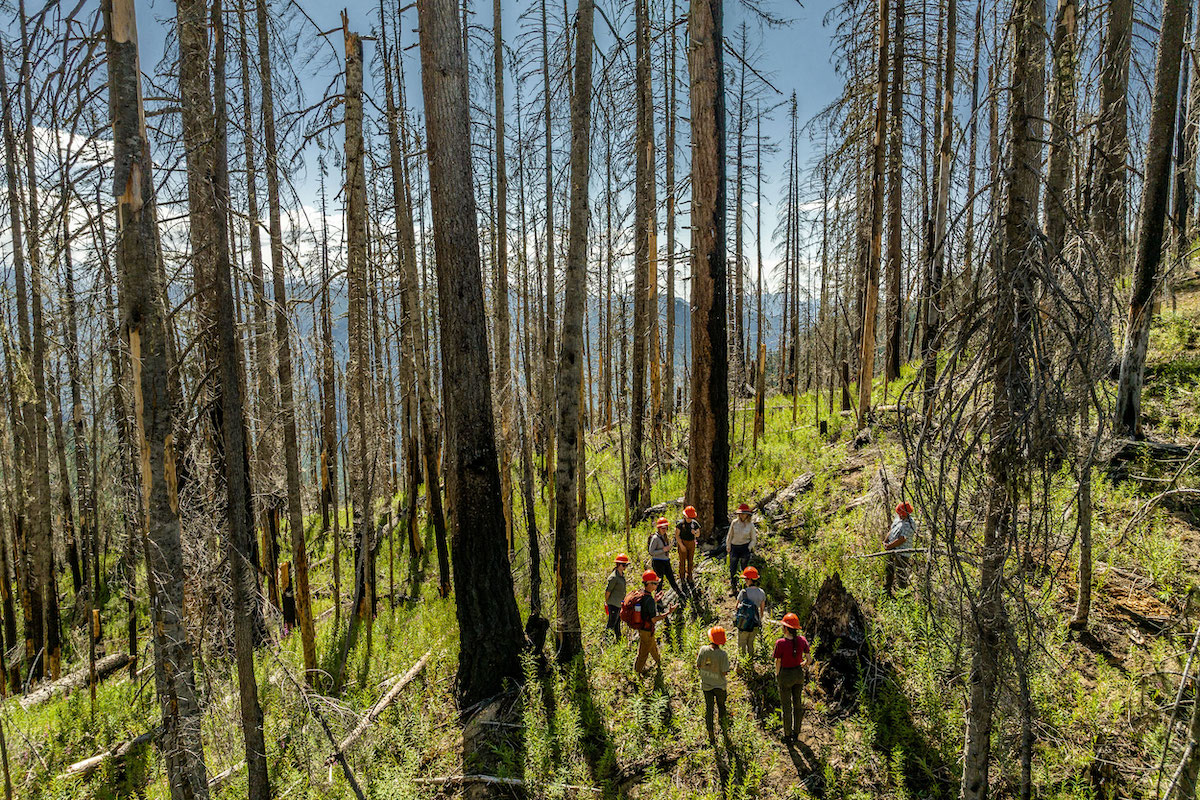 A small group of people wearing orange hard hats stand in a burned forest that has fireweed and other small plants emerging.
