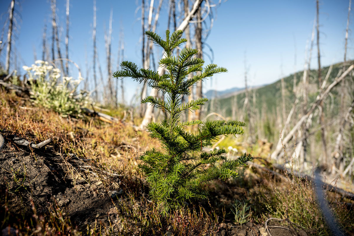 A small evergreen seedling emerges from burned ground.