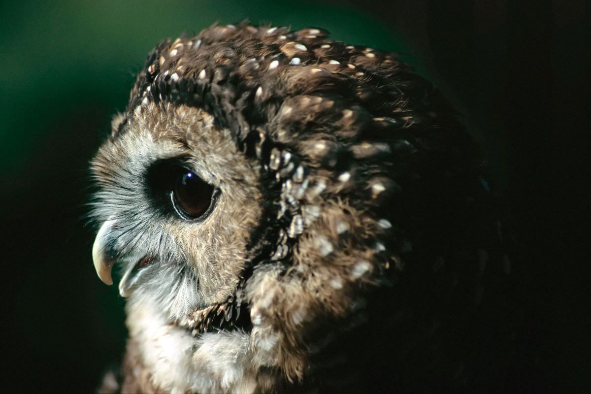 The Owls Who Came From Away | The Tyee