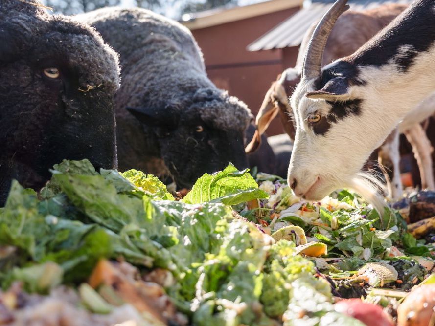 Two black sheep and a white and black goat feed on a pile of mostly green produce waste.