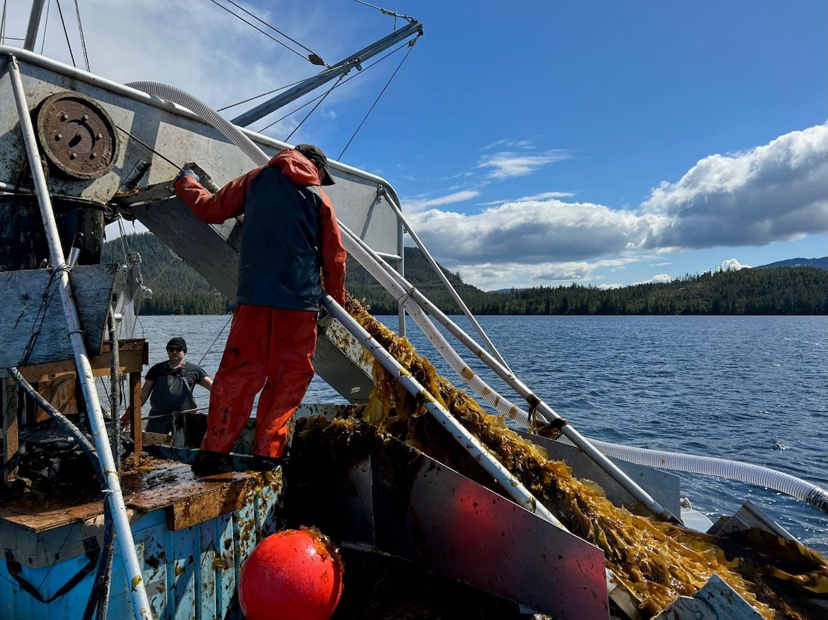 A man in orange and black rain gear works a kelp harvesting apparatus on a boat on the water, with blue sky and treed hills in the distance.